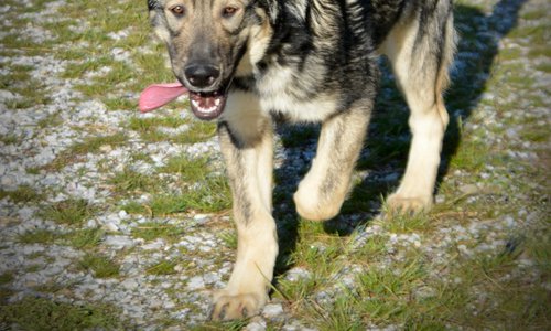 Neptune - 5 months old - ears up