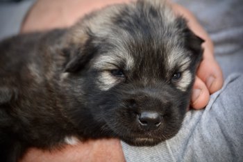 Godzilla - 3 weeks old - head shot