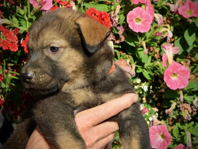 Monster Movie - Rodan - 5 weeks old - head shot looking left - flowers