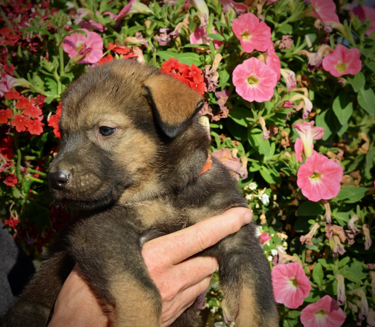 Monster Movie - Rodan - 5 weeks old - head shot looking left - flowers