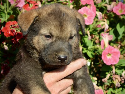 Monster Movie - Rodan - 5 weeks old - head shot - flowers