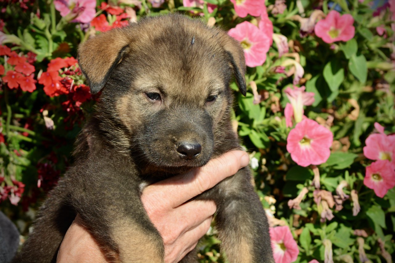 Monster Movie - Rodan - 5 weeks old - head shot - flowers