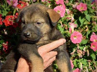 Monster Movie - Rodan - 5 weeks old - head shot w/turn - flowers