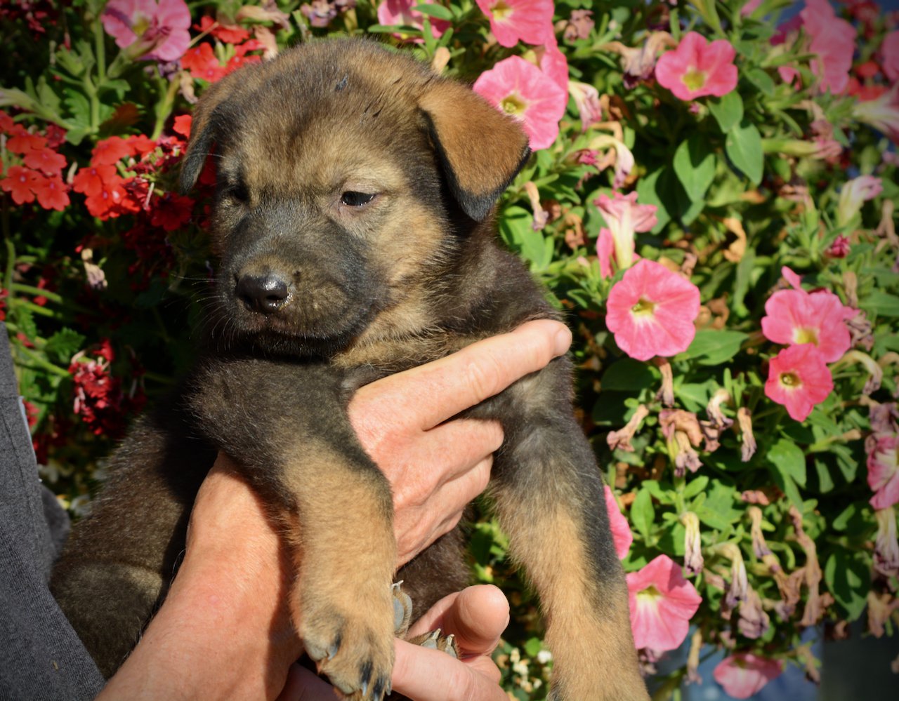 Monster Movie - Rodan - 5 weeks old - head shot w/turn - flowers