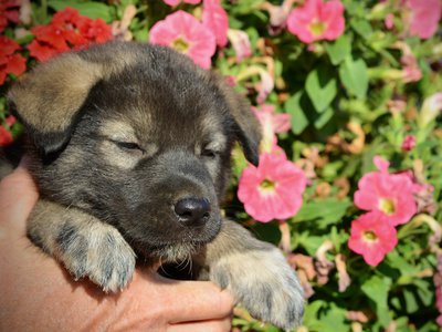 Monster Movie - Minilla - 5 weeks old - front paws - flowers