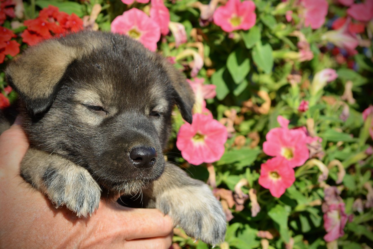 Monster Movie - Minilla - 5 weeks old - front paws - flowers