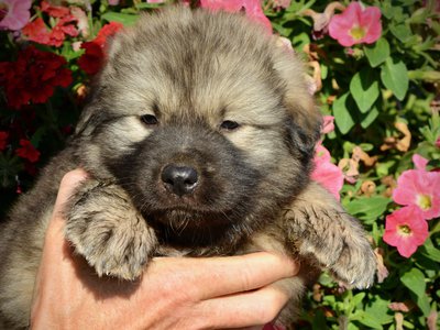 Monster Movie - Creature - 5 weeks old - head shot - flowers