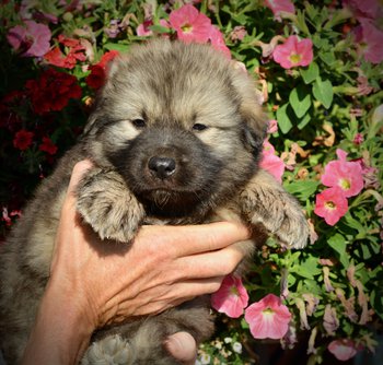 Monster Movie - Creature - 5 weeks old - head shot - flowers