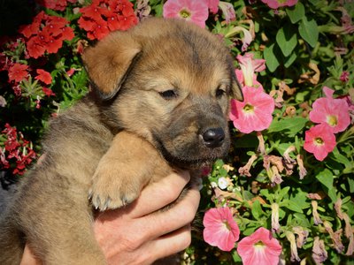 Monster Movie - Gamera - 5 weeks old - head shot