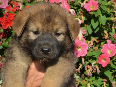 Monster Movie - Mothra - 5 weeks old - head shot - flowers