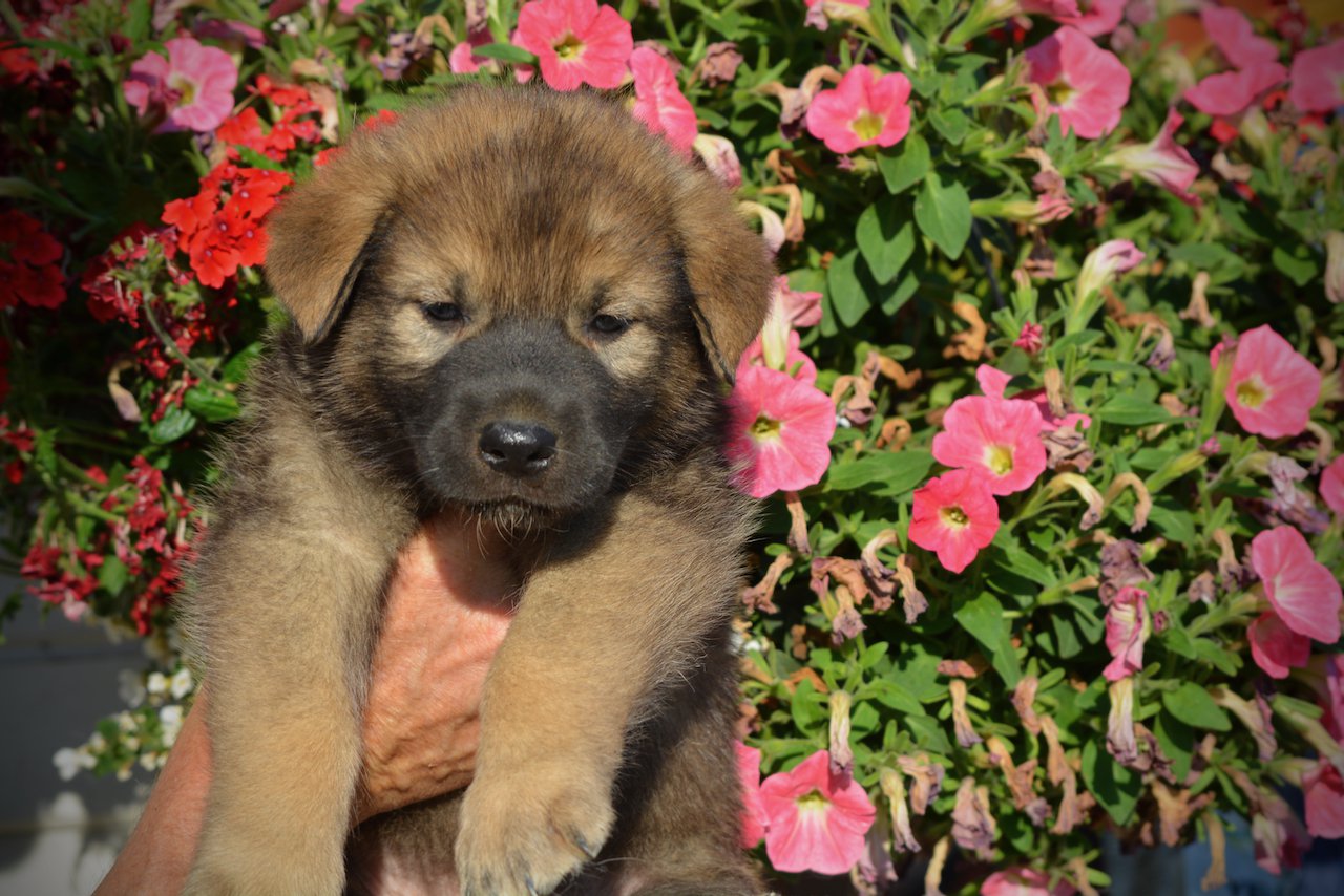 Monster Movie - Mothra - 5 weeks old - head shot - flowers