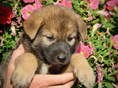 Monster Movie - Mothra - 5 weeks old - head shot looking down - flowers