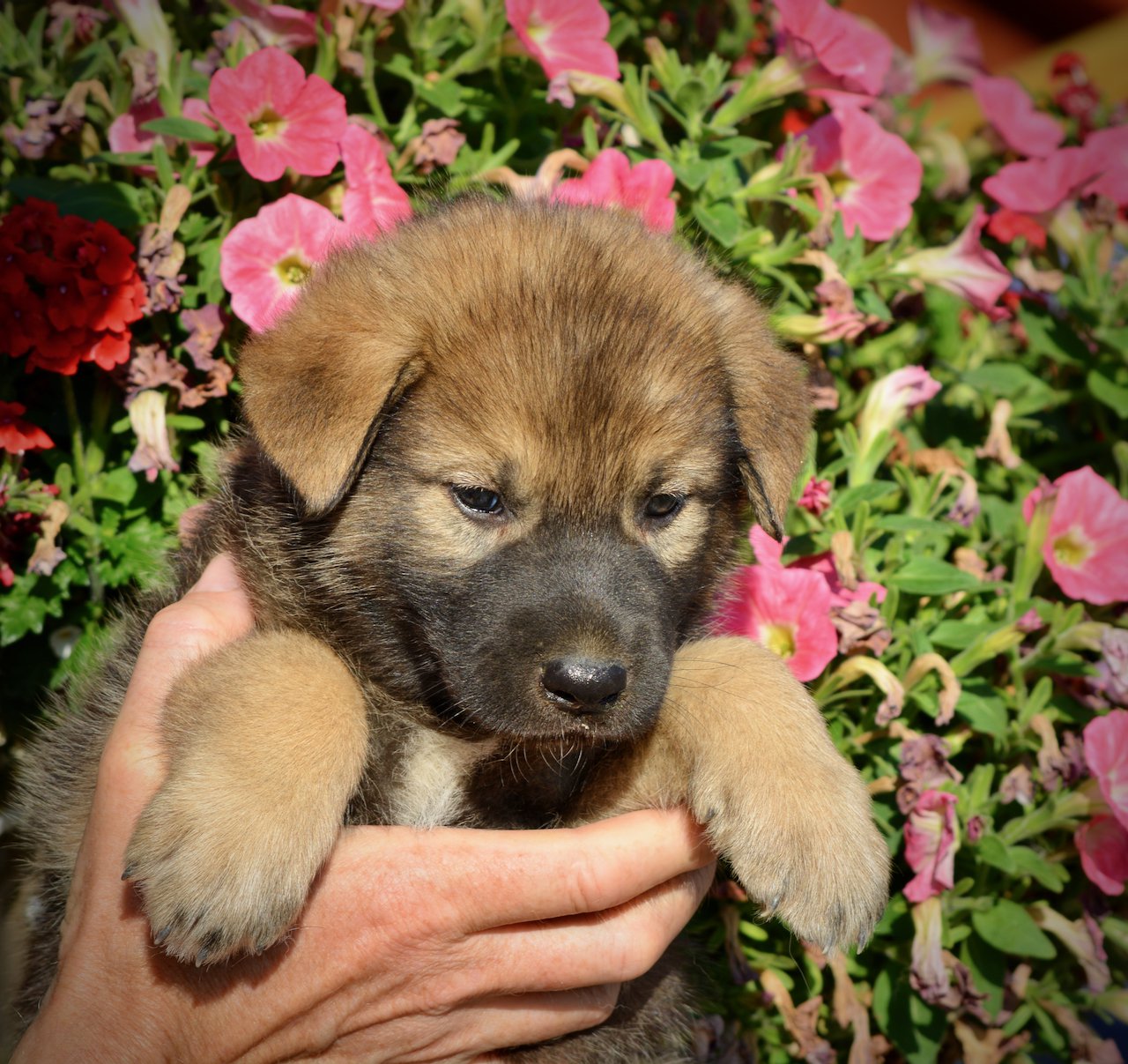 Monster Movie - Mothra - 5 weeks old - head shot looking down - flowers