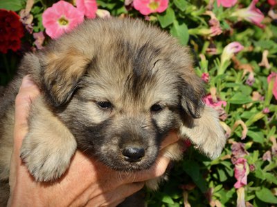 Monster Movie - Ghidorah - 5 weeks old - head shot - flowers