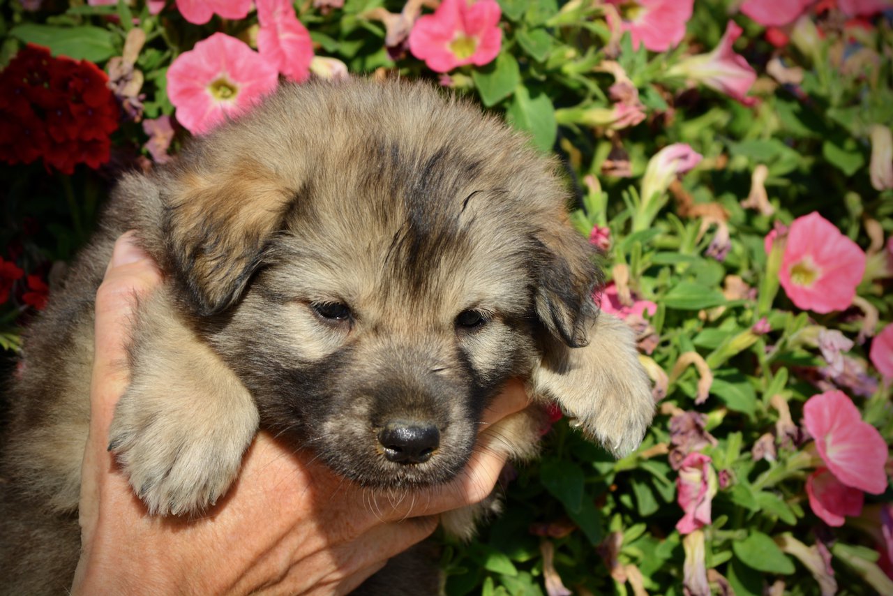 Monster Movie - Ghidorah - 5 weeks old - head shot - flowers