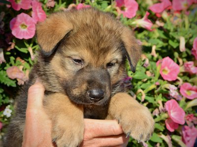 Monster Movie - King Kong - 5 weeks old - head shot