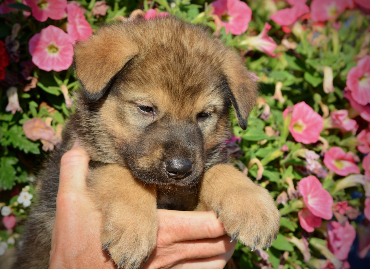 Monster Movie - King Kong - 5 weeks old - head shot