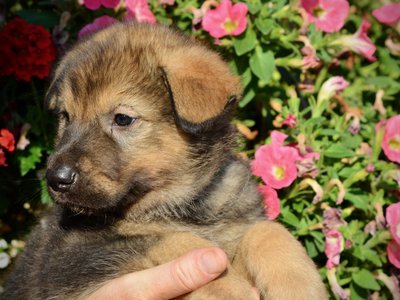 Monster Movie - King Kong - 5 weeks old - head shot w/ turn - flowers