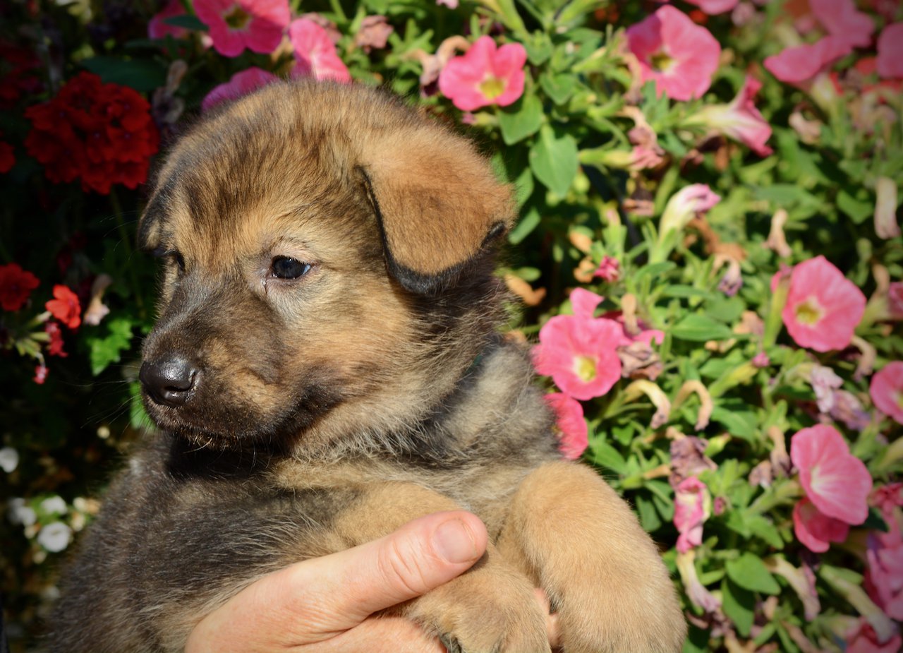 Monster Movie - King Kong - 5 weeks old - head shot w/ turn - flowers