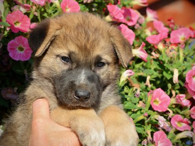 Monster Movie - Balrog - 5 weeks old - head shot