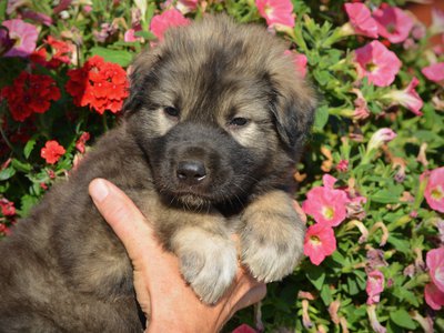 Monster Movie - Godzilla - 5 weeks old - head shot