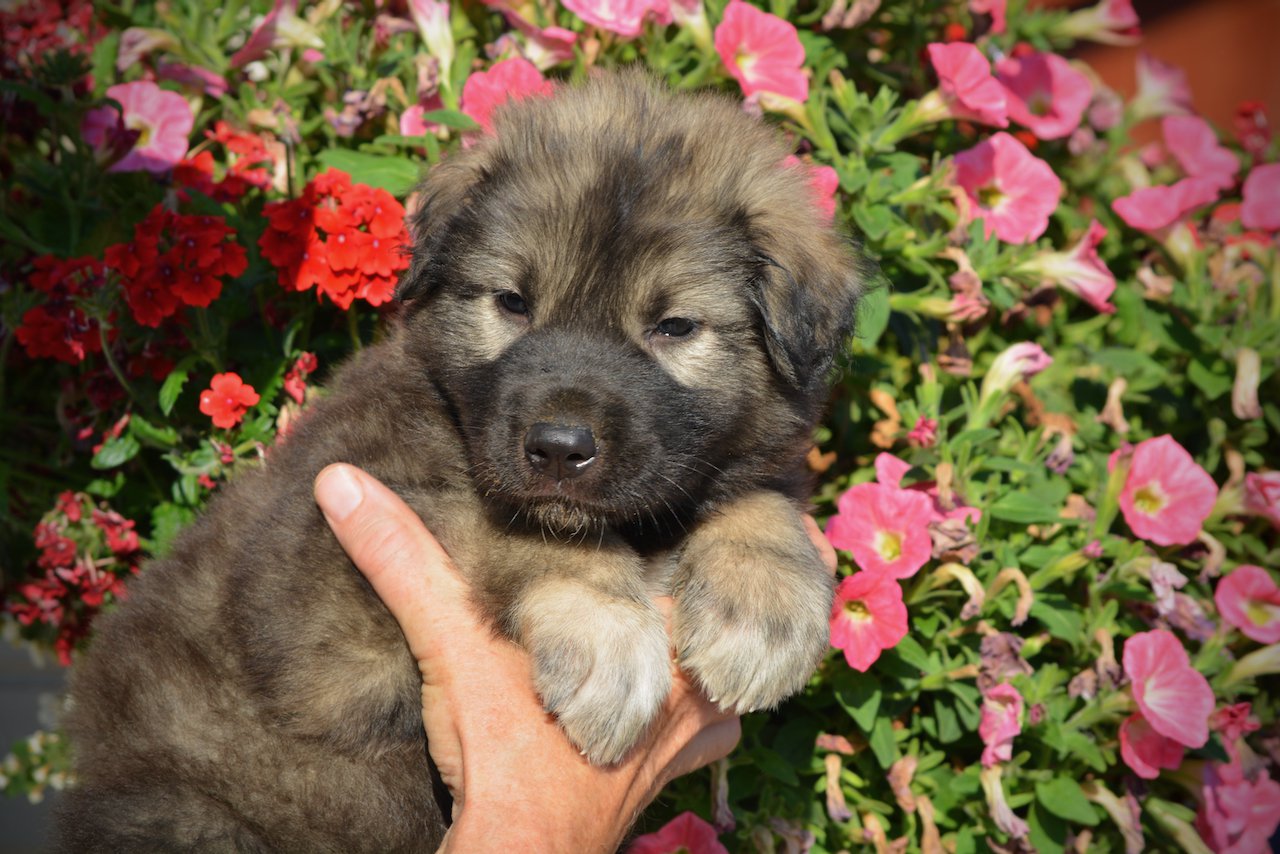 Monster Movie - Godzilla - 5 weeks old - head shot