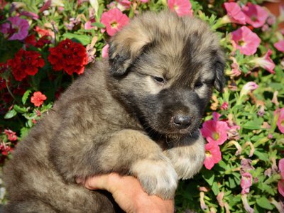 Monster Movie - Godzilla - 5 weeks old - cute head shot - flowers