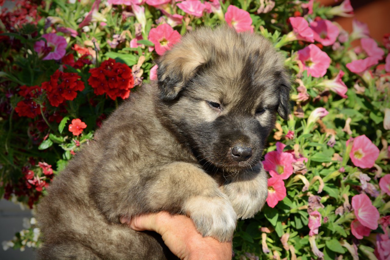 Monster Movie - Godzilla - 5 weeks old - cute head shot - flowers