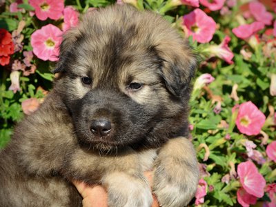 Monster Movie - Godzilla - 5 weeks old - head shot - flowers - looking left