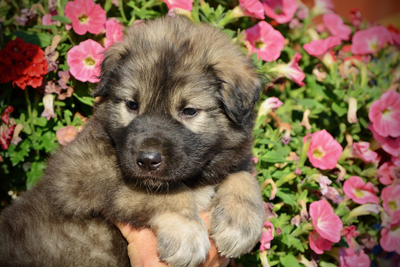 Monster Movie - Godzilla - 5 weeks old - head shot - flowers - looking left