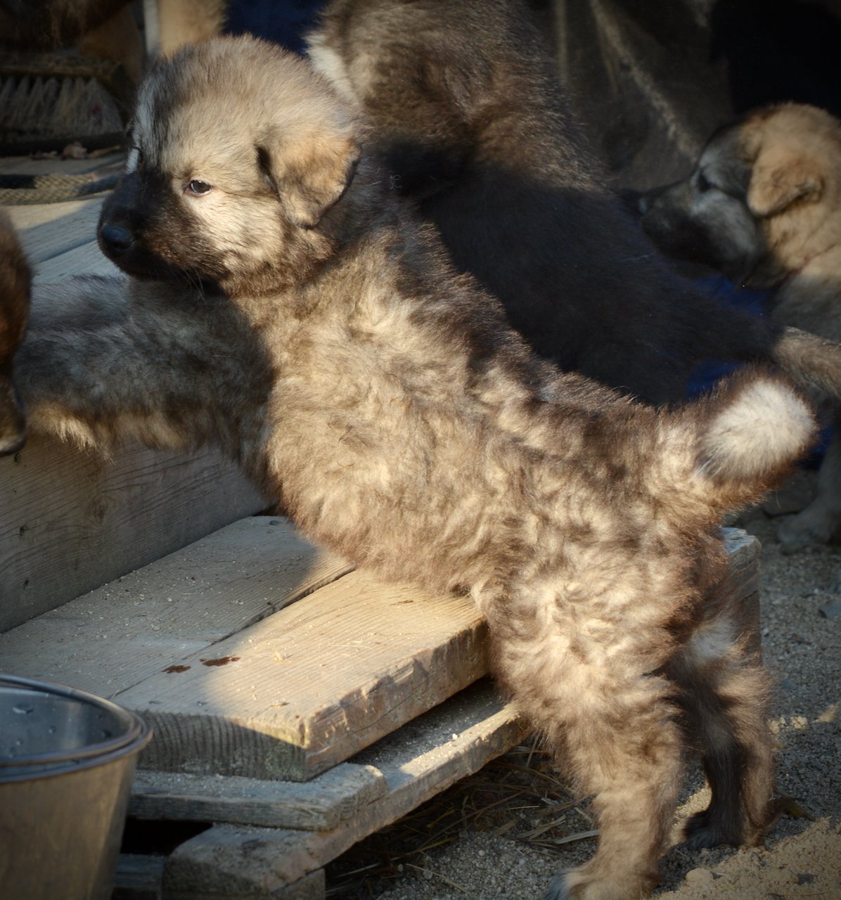 Monster Movie - Creature - 6 weeks old - standing on step