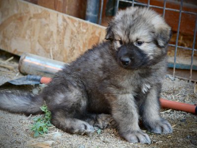 Monster Movie - Creature - 6 weeks old - Sitting