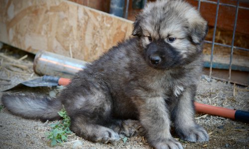 Monster Movie - Creature - 6 weeks old - Sitting