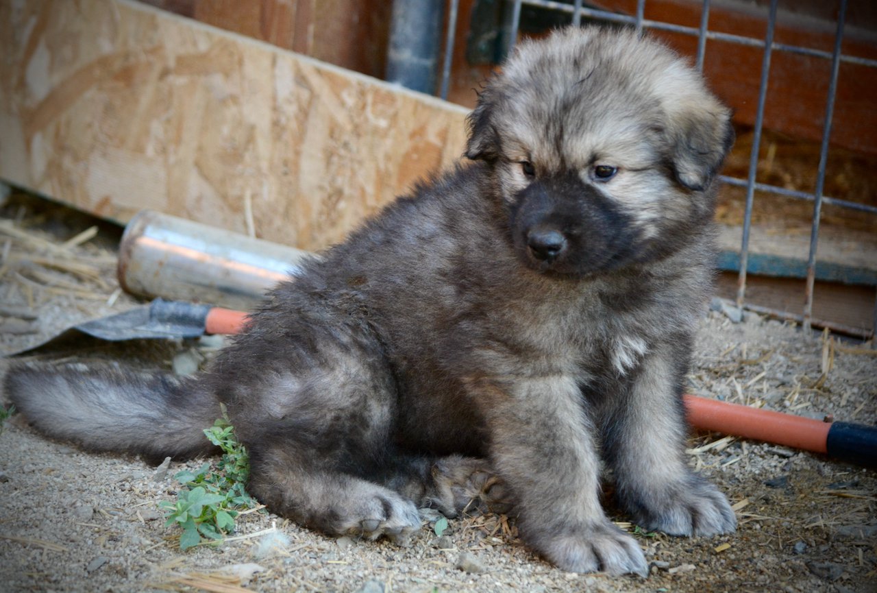 Monster Movie - Creature - 6 weeks old - Sitting