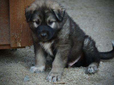 Monster Movie - Godzilla - 6 weeks old - sitting