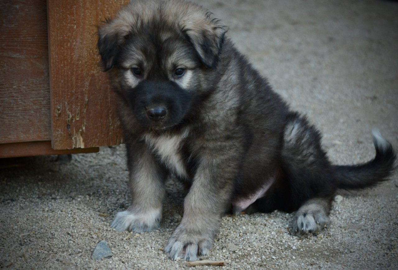 Monster Movie - Godzilla - 6 weeks old - sitting