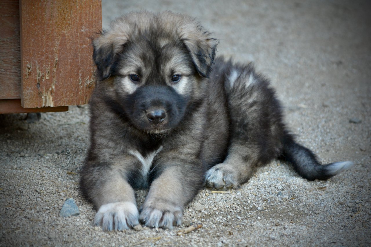 Monster Movie - Godzilla - 6 weeks old - down