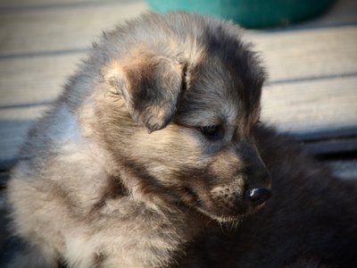 Monster Movie - Ghidorah - 6 weeks old - head shot