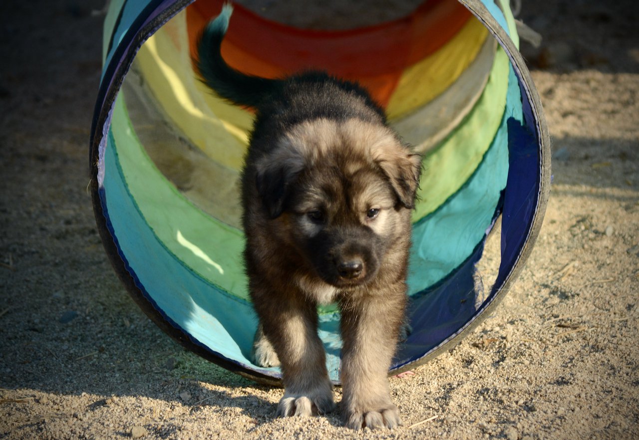 Monster Movie - Godzilla - 6 weeks old - tunnel