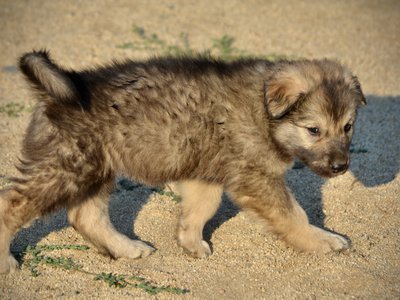 Monster Movie - Ghidorah - 6 weeks old - walking right - looking