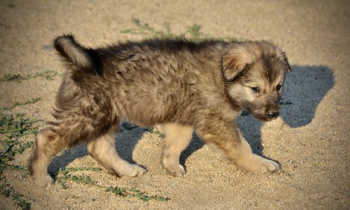 Monster Movie - Ghidorah - 6 weeks old - walking right - looking