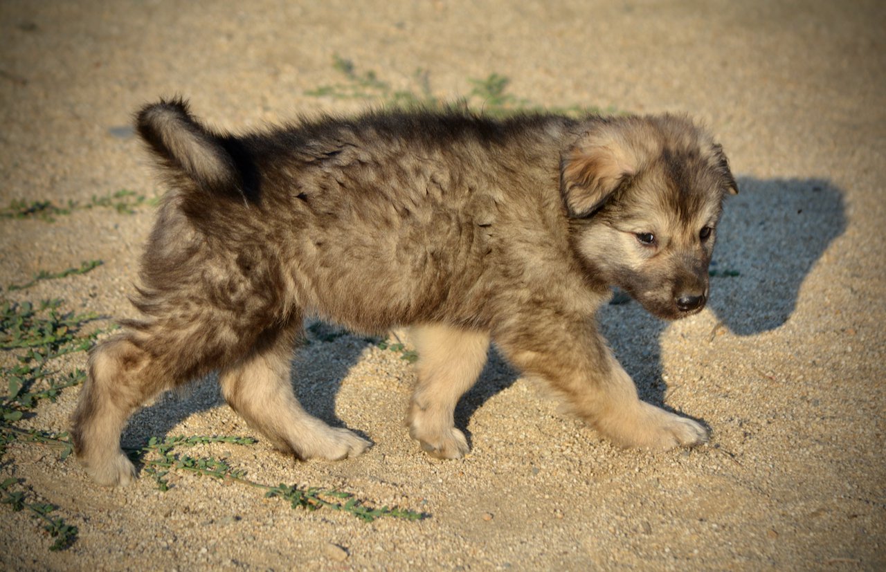 Monster Movie - Ghidorah - 6 weeks old - walking right - looking