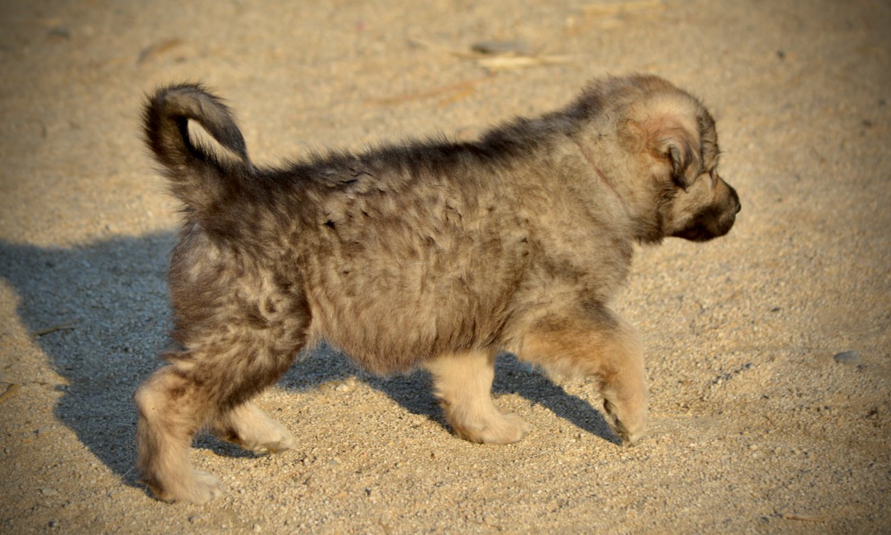 Monster Movie - Ghidorah - 6 weeks old - trotting right1