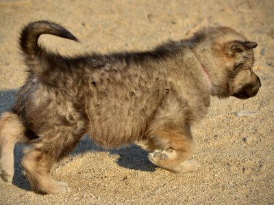 Monster Movie - Ghidorah - 6 weeks old - trotting right ear up