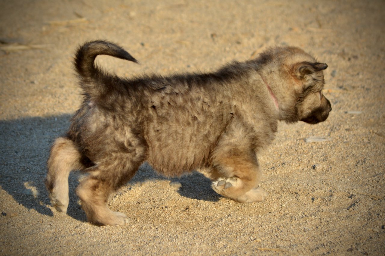 Monster Movie - Ghidorah - 6 weeks old - trotting right ear up