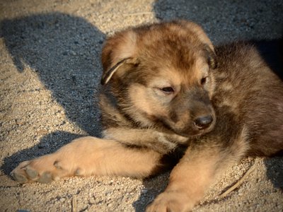 Monster Movie - King Kong - 6 weeks old - head shot