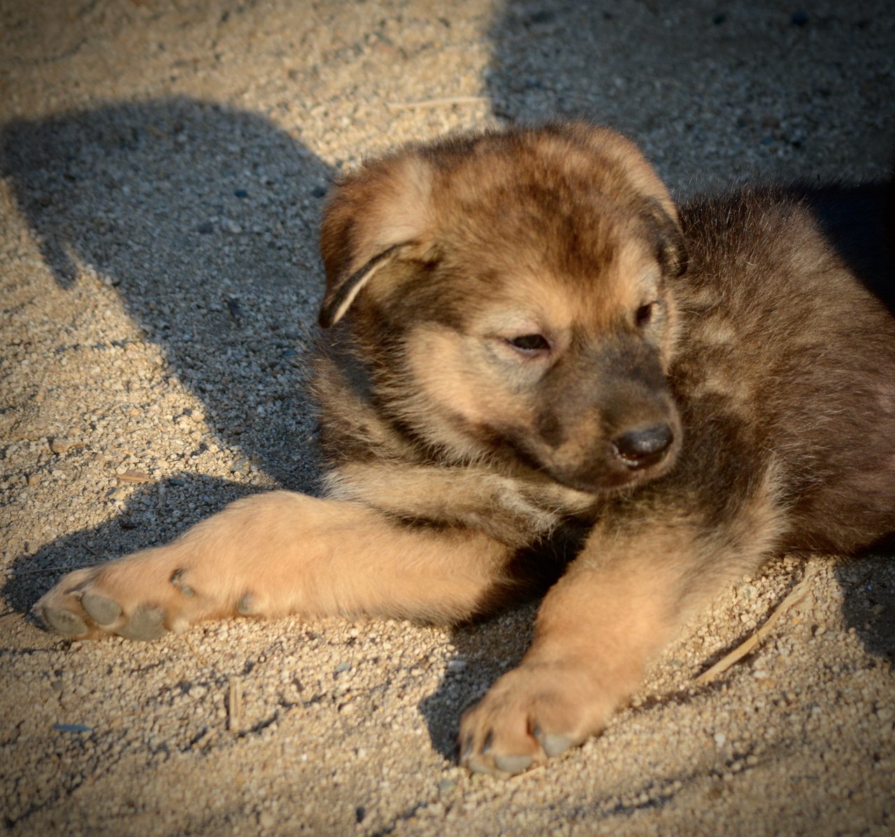 Monster Movie - King Kong - 6 weeks old - head shot