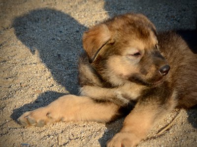 Monster Movie - King Kong - 6 weeks old - head shot - side view