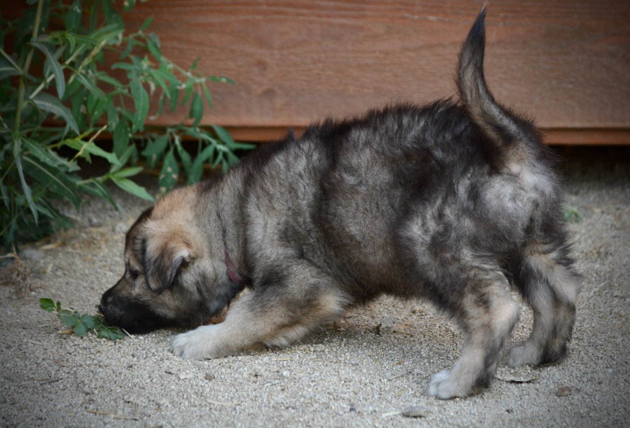 Monster Movie - Godzilla - 6 weeks old - playing