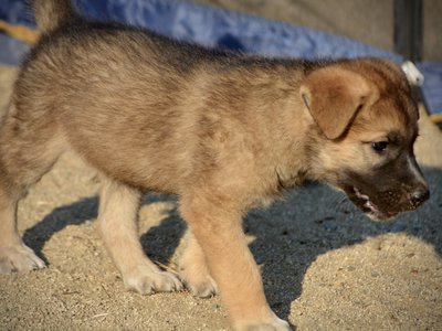 Monster Movie - Balrog - 6 weeks old - walking right smiling